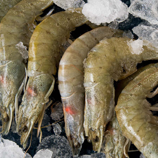 JUMBO SHRIMP WITH HEAD 500gr 